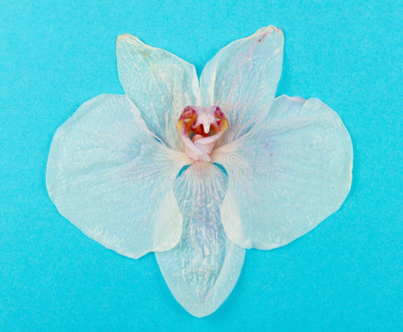 Wilted orchid stock photo. Image of flower, space, laying 36101632