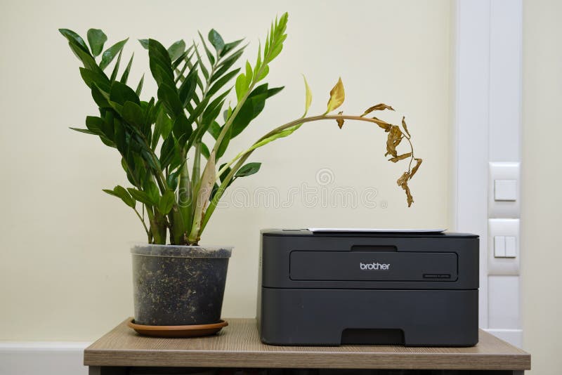 A wilted plant in a flower pot next to the Brother printer during isolation and lockdown due to covid quarantine - Moscow, Russia