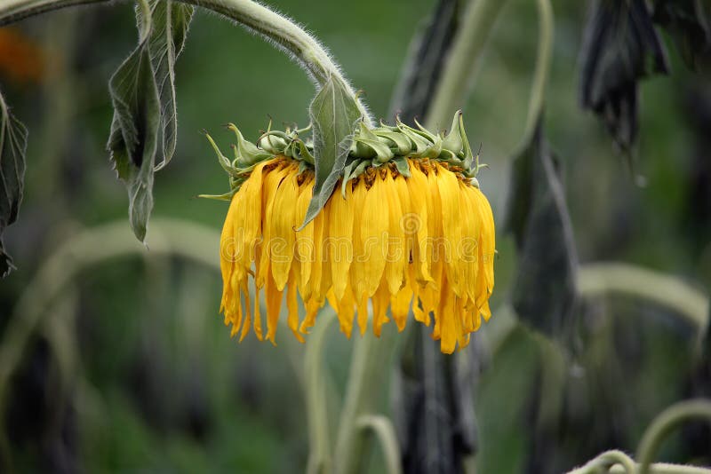 Wilted sunflower in the field