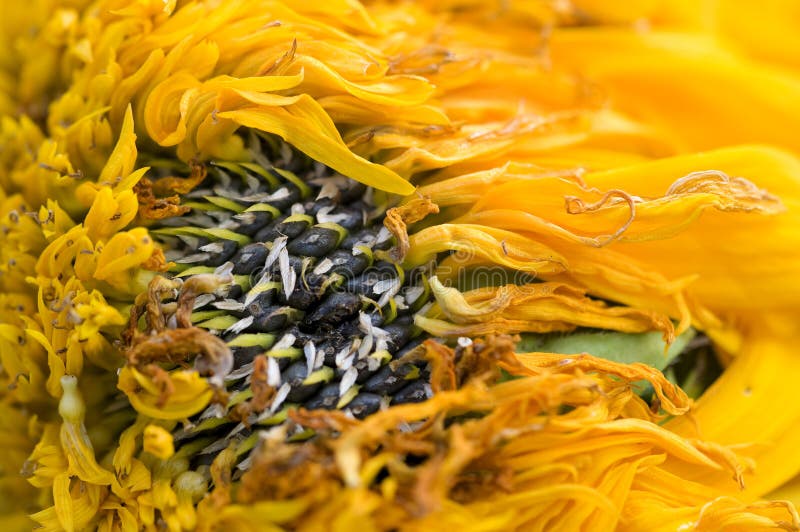 Wilted sunflower petals