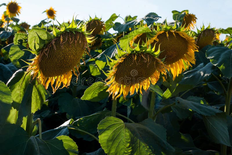 Wilted Sunflowers Ripen, Withered Petals Stock Image Image of