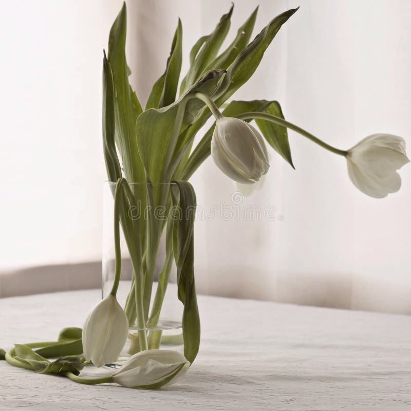 Wilted Tulips stock photo. Image of flowers, wilted, tulips 52442106