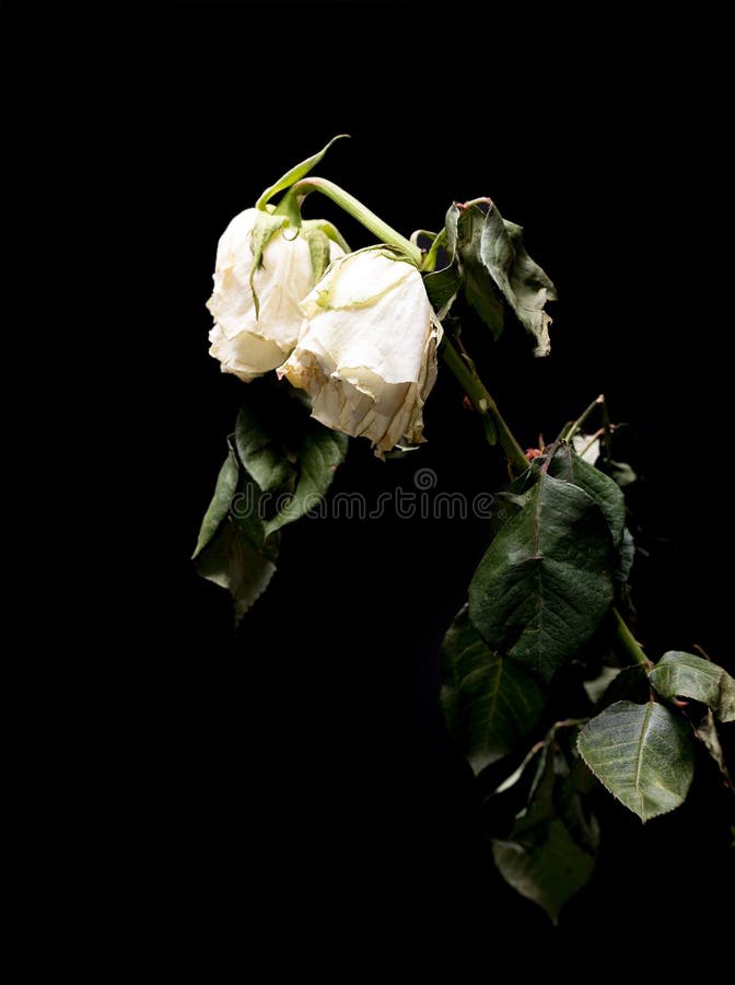 Wilted White Roses Isolated On Black Stock Image Image of white