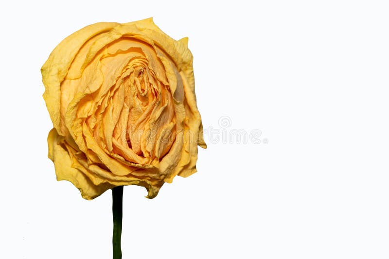 Wilted Yellow Rose on a White Background Stock Image Image of nature