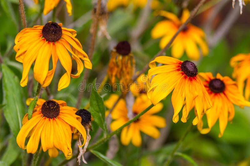 Wilting Daisy Flowers stock photo. Image of thorn, landscape - 82248360
