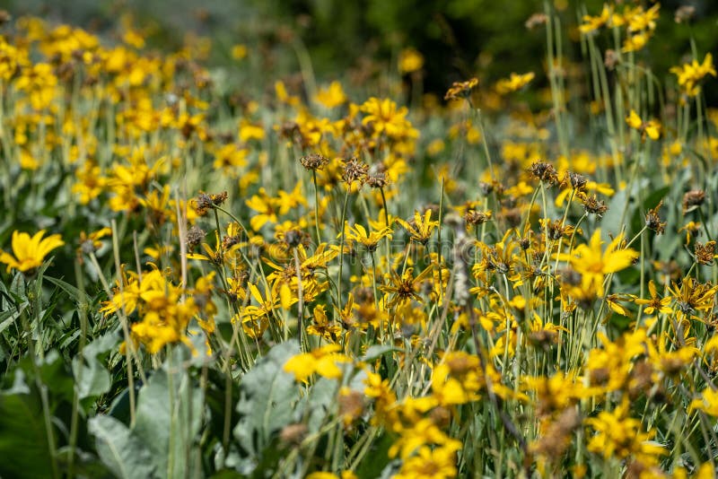 Wilting, Dying Arrowleaf Balsamroot Yellow Daisy Wildflowers, in Grand  Teton National Park Wyoming Stock Image - Image of dead, yellow: 194833677