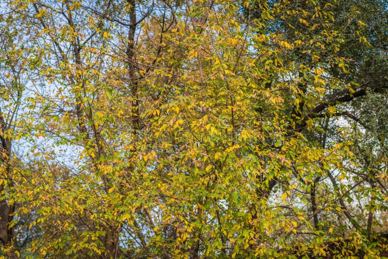 Wilting leaves on a tree. stock photo. Image of leaf 45542994