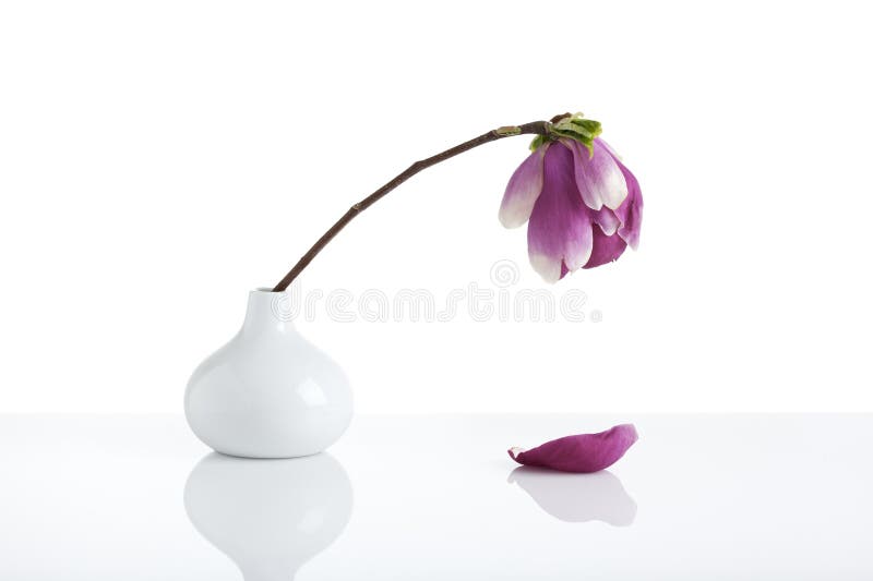 Single wilting magnolia blossom in white drop-shaped vase, one petal fallen down, white background. Single wilting magnolia blossom in white drop-shaped vase, one petal fallen down, white background