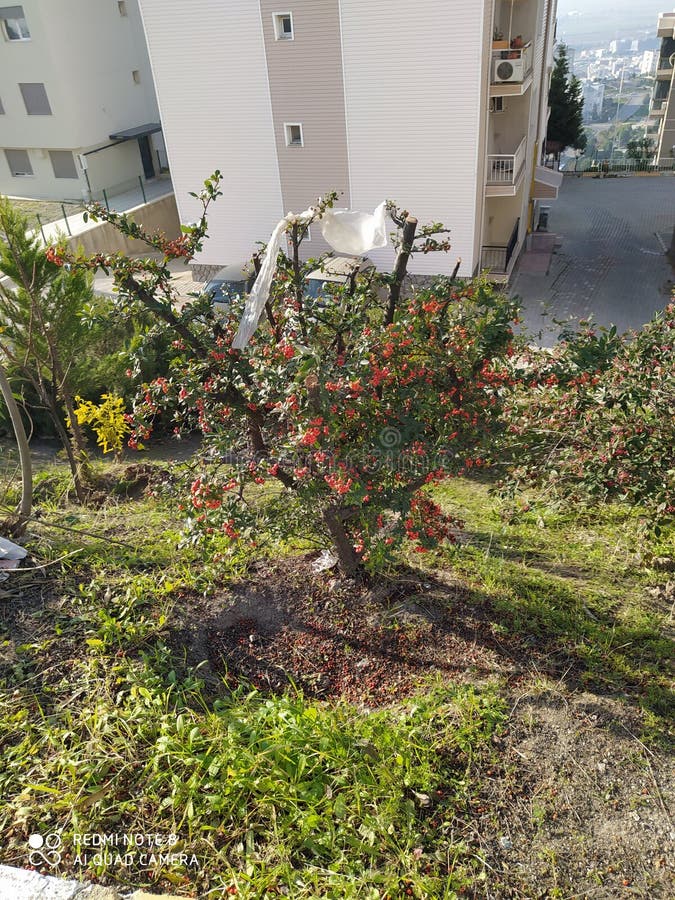 Wind art could stock photo. Image of view, tree, land - 168610298