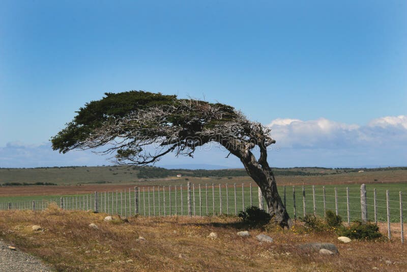 Wind bent tree, Scenery of Patagonia, South of Chile