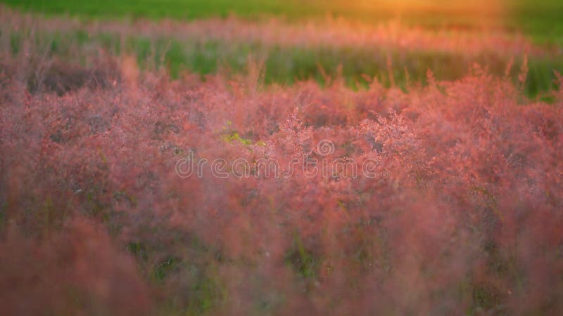 Wind blowing. Dry common reed grass sways in wind. stock video