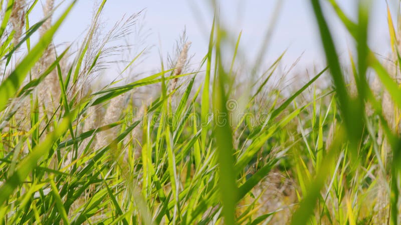 Wind blowing in the reed at day. Autumn. stock footage