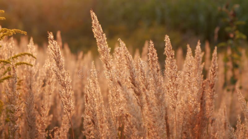 Wind blowing in the reed at sunset. Slow motion. stock footage