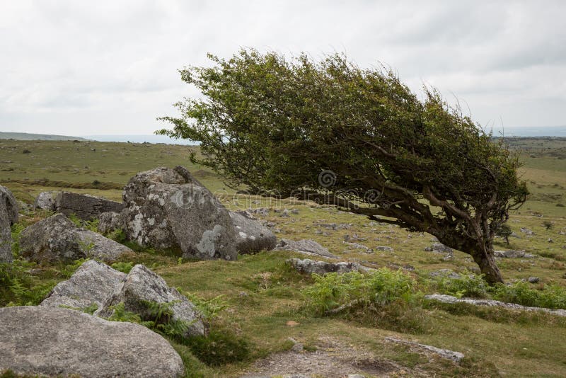 Wind-blown hawthorn tree in Bodmin Moor, Cornwall UK