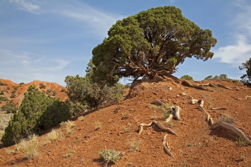 Wind blown Rocky Mountain Juniper and red clay stock photos