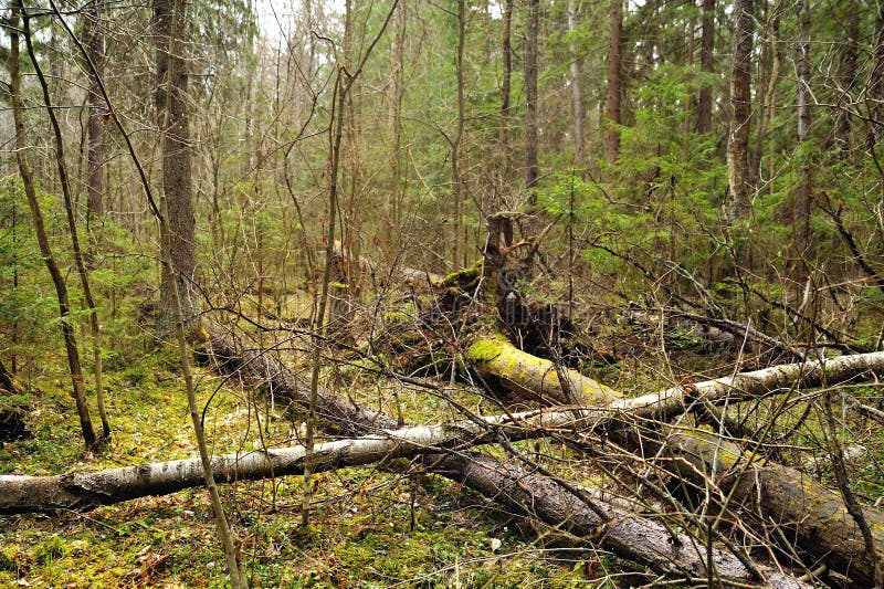 Wind-fallen trees