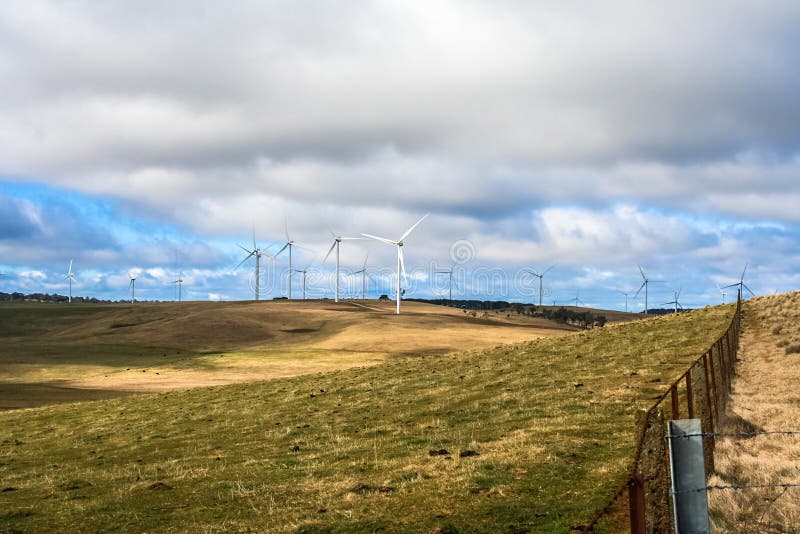 Wind turbine on cattle farm