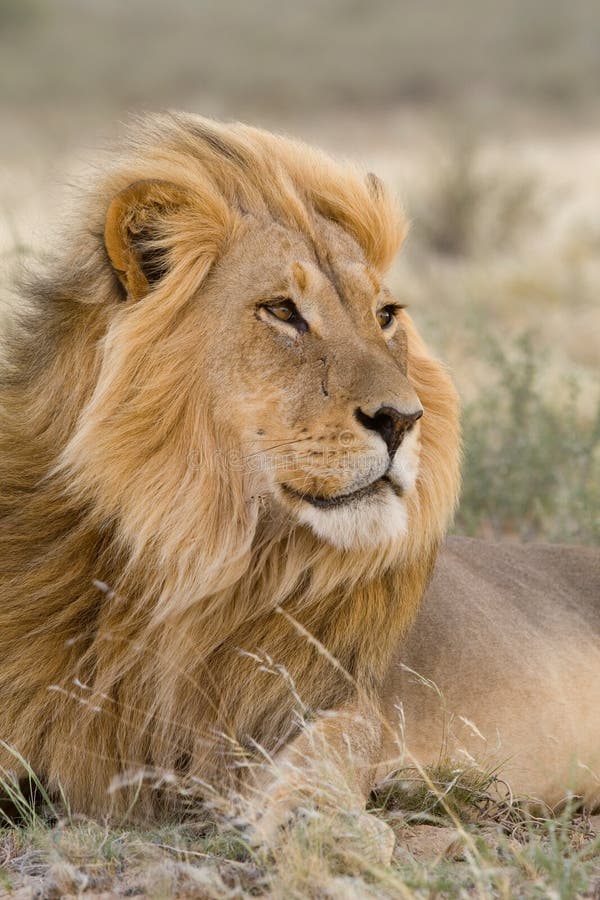 A massive blond Kalahari lion male lying in the grass with the wind blowing through his mane. A massive blond Kalahari lion male lying in the grass with the wind blowing through his mane.