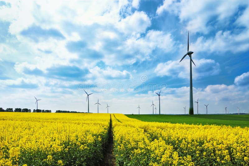 Wind för turbiner för fältängrapeseed royaltyfri bild