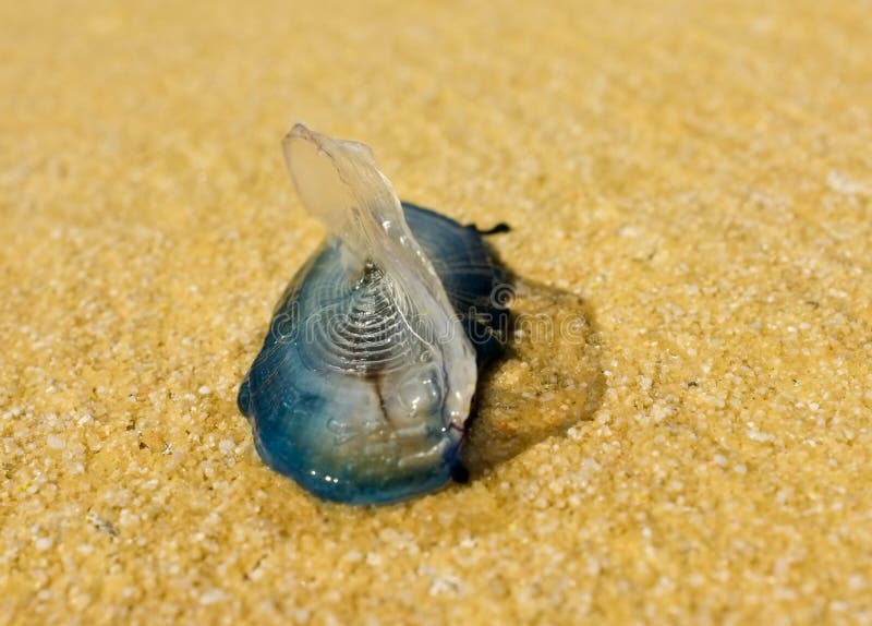 Bythewind Sailor Jellyfish Stock Photo Image of nature, wind 24735336