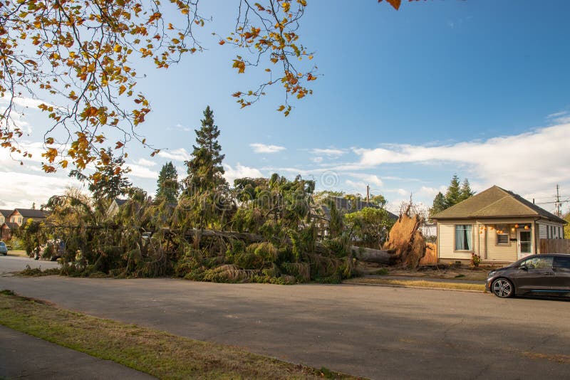 Wind Storm Fallen Tree in Everett WA Stock Image Image of property