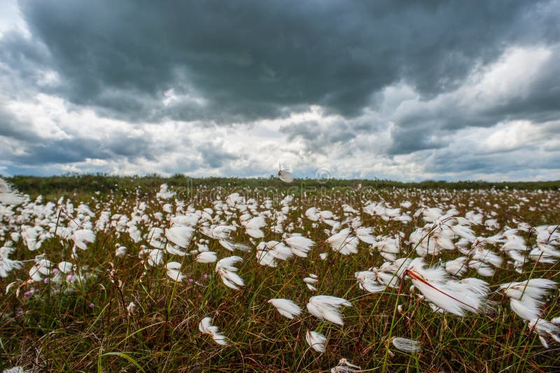 Flooded Cotton Field Crop Gossypium Stock Photo Image of time