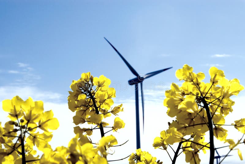 Wind turbine, yellow field.