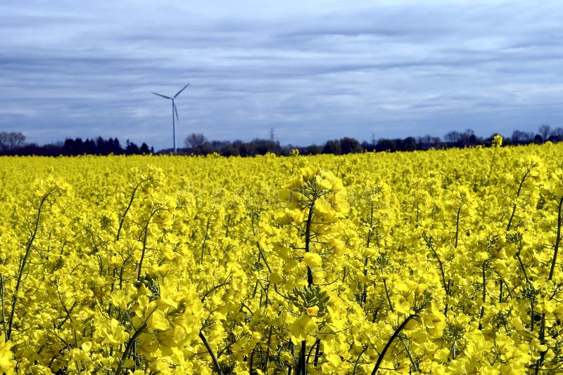 Wind turbine, yellow field.