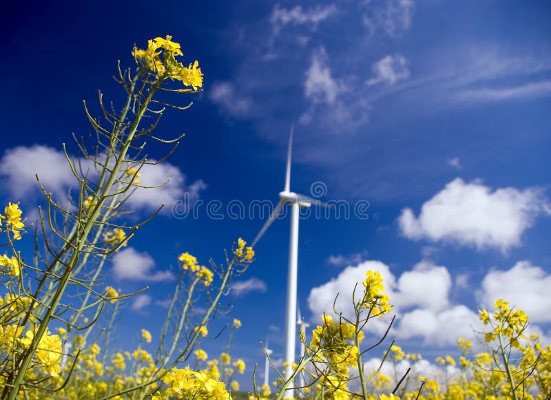 Wind turbine, yellow field.