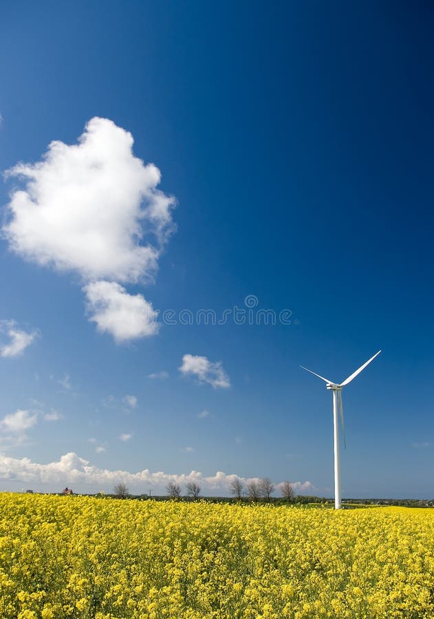 Wind turbine, yellow field.