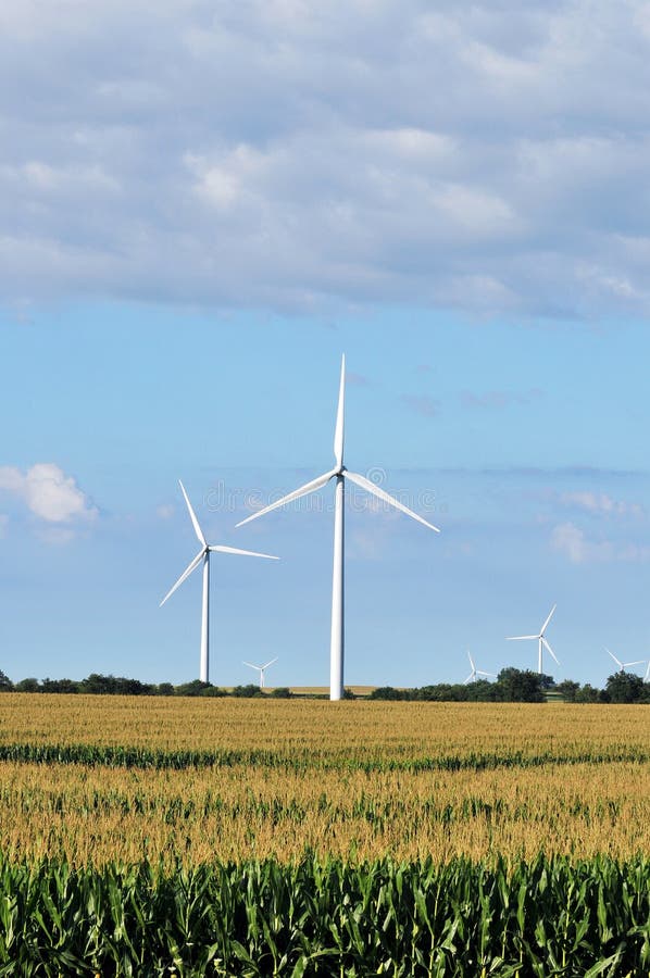 Wind turbines in corn field