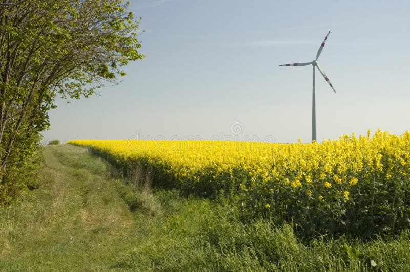 Wind turbines and rapeseed fie