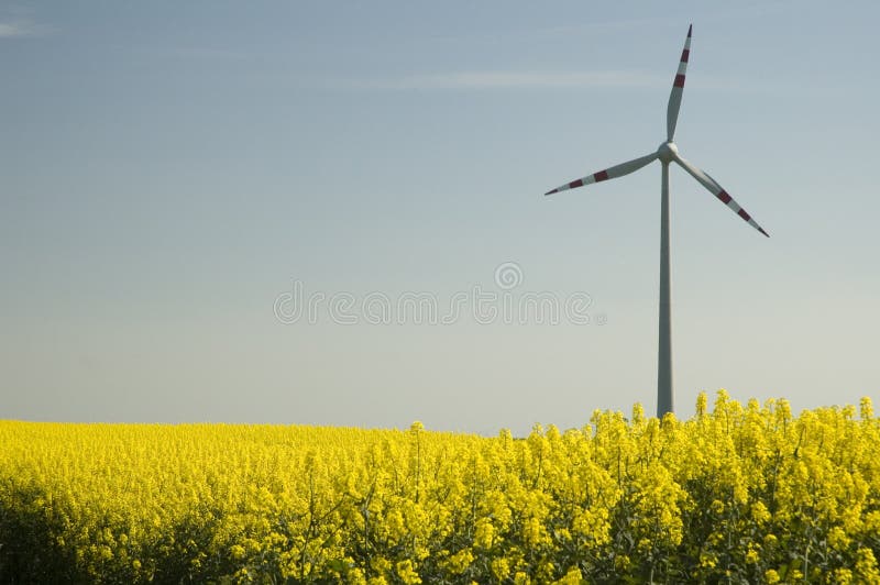 Wind turbines and rapeseed fie