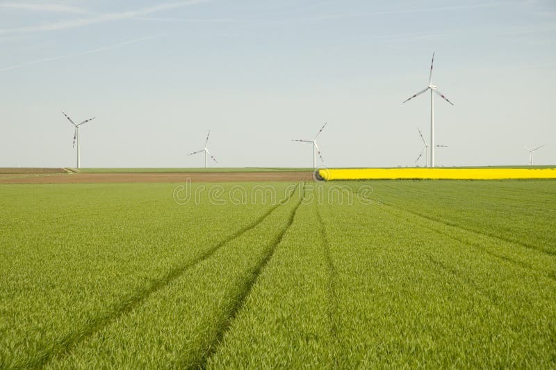 Wind turbines and rapeseed fie