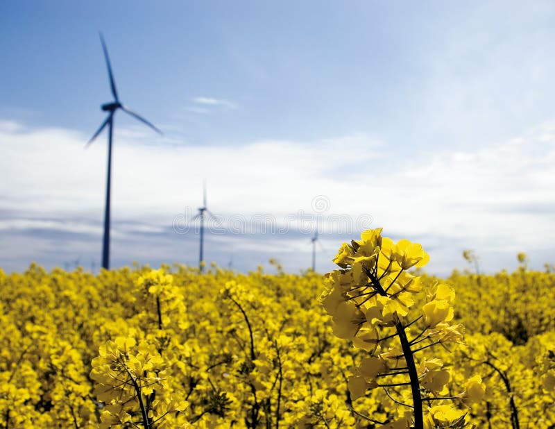 Wind turbines, yellow field.