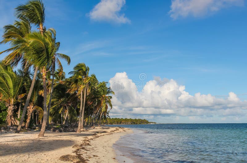 Wind- und Palmen auf dem Strand Kataloniens Bavaro in der Dominikanischen Republik lizenzfreie stockfotos Wind- und Palmen auf dem Strand Kataloniens Bavaro in der Dominikanischen Republik lizenzfreie stockfotos