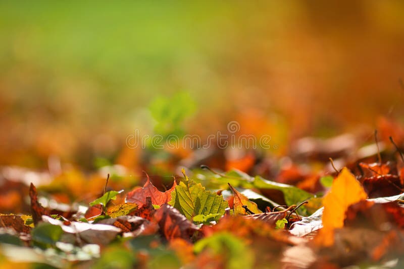 Windblazende gele bladeren in herfst felle bossen. achtergrond met dalende vivid bladeren in bossen stock afbeelding Windblazende gele bladeren in herfst felle bossen. achtergrond met dalende vivid bladeren in bossen stock afbeelding