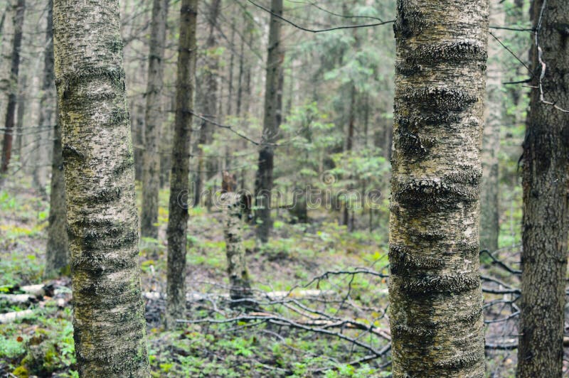 Russian ordinary impassable forest. Siberian taiga stock photo Russian ordinary impassable forest. Siberian taiga stock photo