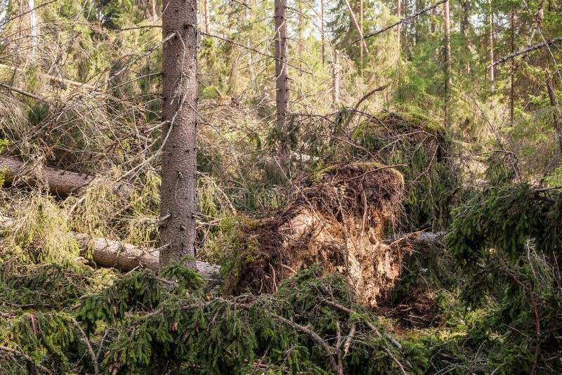 Windfall in forest stock photo. Image of coniferous, damage 82220718