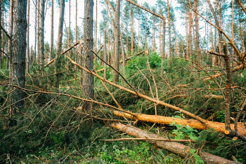 Windfall in Forest. Storm Damage Stock Image Image of hurricane, park