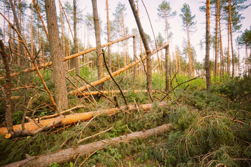Windfall in Forest. Storm Damage Stock Image Image of fallen