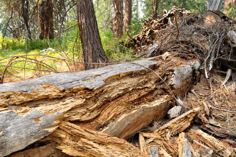 Windfall. stock image Windfall. stock image