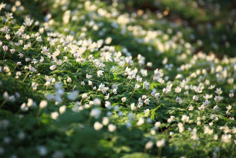 Windflower, Forest in the springtime