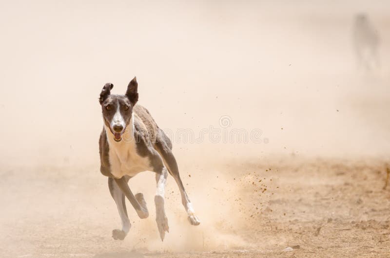 Greyhound at full speed during a race. Greyhound at full speed during a race