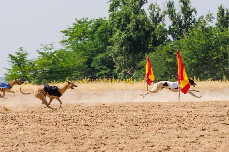 Greyhound at full speed during a race. Greyhound at full speed during a race