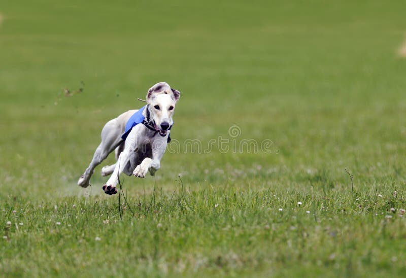 A greyhound running at full speed. A greyhound running at full speed