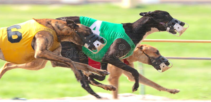 Greyhounds dogs engaged in a dog race at a very prominent and established racetrack located in West Memphis Arkansas. Greyhounds dogs engaged in a dog race at a very prominent and established racetrack located in West Memphis Arkansas.