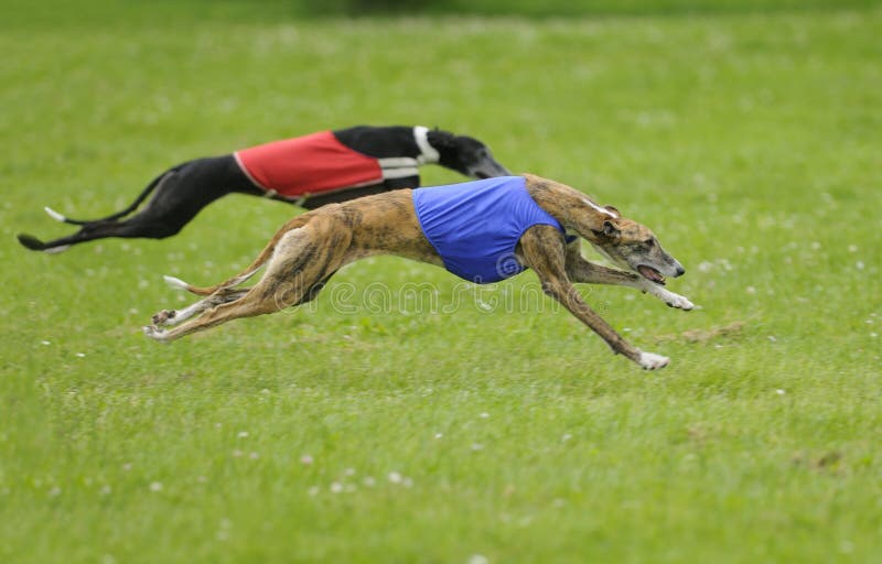 Two greyhounds lure coursing in the final championships. Two greyhounds lure coursing in the final championships