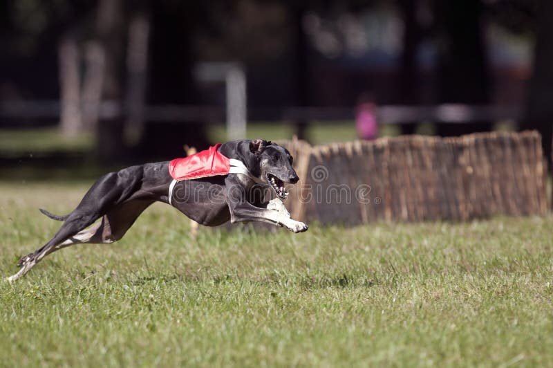 A greyhound lure coursing at full speed. A greyhound lure coursing at full speed