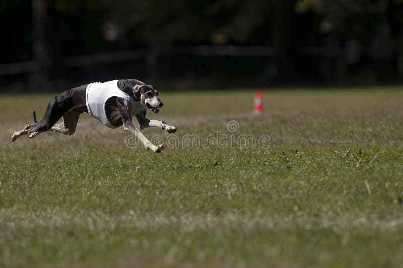 A greyhound lure coursing at full speed. A greyhound lure coursing at full speed